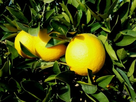 תפוז, עץ הדר